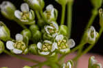 Roadside pennycress 